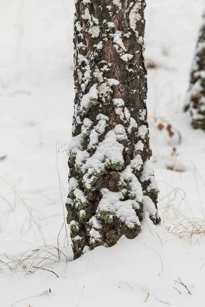 Casca Tronco Bétula Neve Fundo — Fotografia de Stock