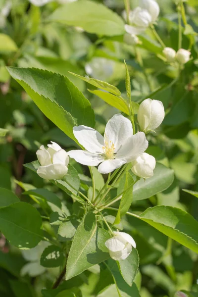 Vår Vita Blommor Äpple Träd Närbild — Stockfoto