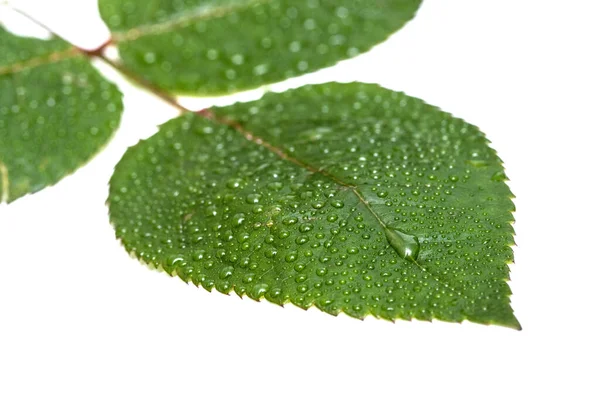 Green Leaf Drops Water White Background — Stock Photo, Image