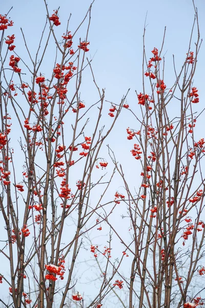 Ebereschen Gegen Den Blauen Himmel Winterliche Natur — Stockfoto