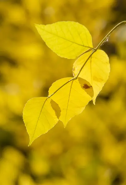 秋天森林里的黄叶 — 图库照片