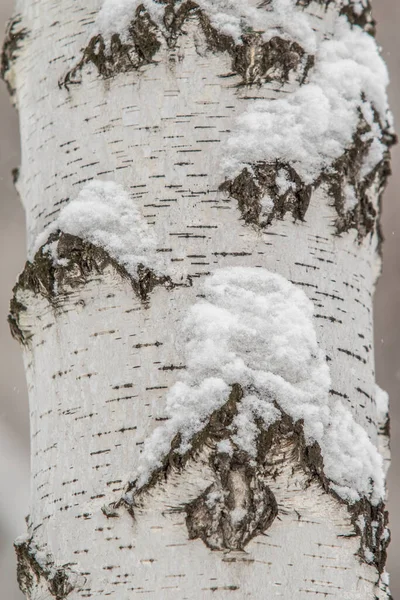 Kora Pnia Brzozy Śniegu Tło — Zdjęcie stockowe