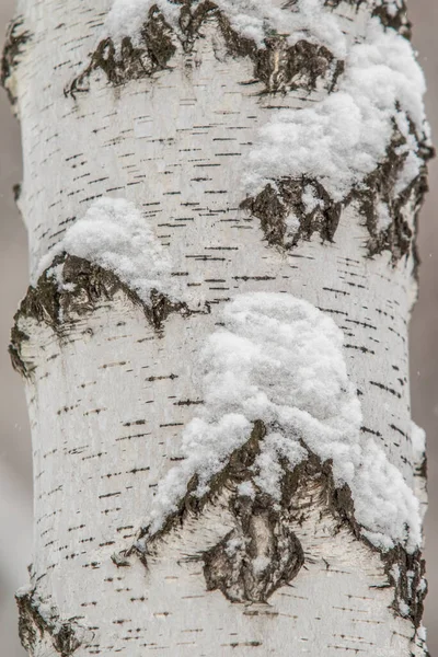 Kůra Břízy Kmen Sněhu Pozadí — Stock fotografie