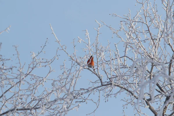 Hermosas Aves Invierno Una Rama Árbol Sobre Fondo Del Cielo — Foto de Stock