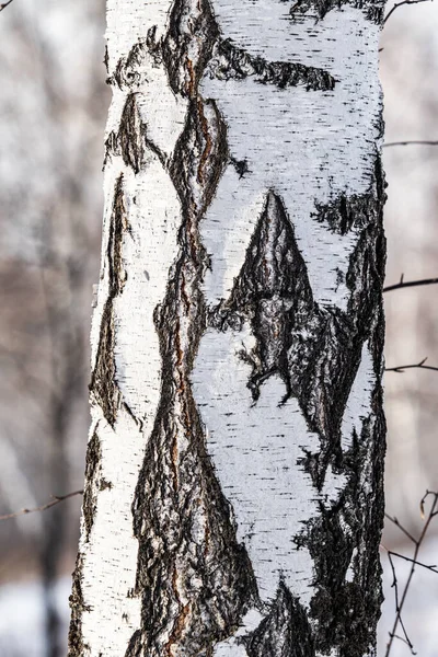 자작나무 줄기에 옆으로 자작나무 — 스톡 사진