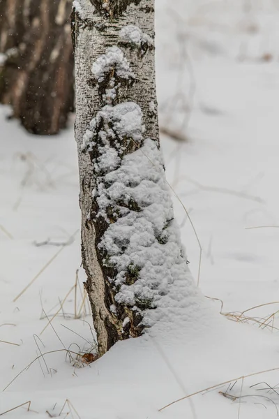 Rinde Eines Birkenstammes Schnee Hintergrund — Stockfoto