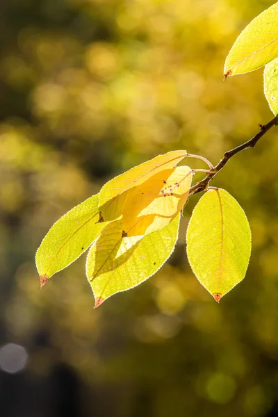 Желтые Листья Осеннем Лесу — стоковое фото