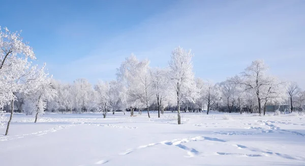 Bela Paisagem Inverno Com Árvores Cobertas Neve Céu Azul Neve — Fotografia de Stock