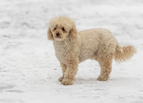 Perro Nieve Blanco Peludo Mini Cachorro Goldendoodle Nieve —  Fotos de Stock