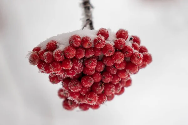 Красные Плоды Рябины Снегу Крупным Планом Зимний Пейзаж — стоковое фото
