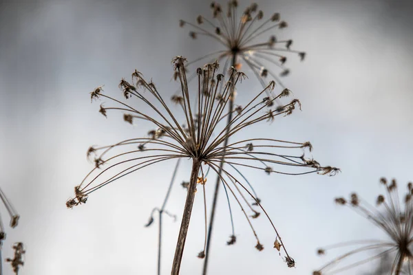 Hogweed Száraz Virág Növény Télen Homályos Háttér — Stock Fotó