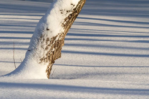 Дерево Ствол Снегу Земле Природа — стоковое фото