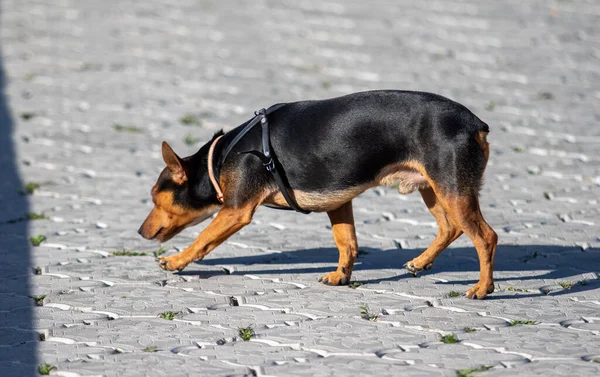 Una Calle Ciudad Pinscher Negro — Foto de Stock