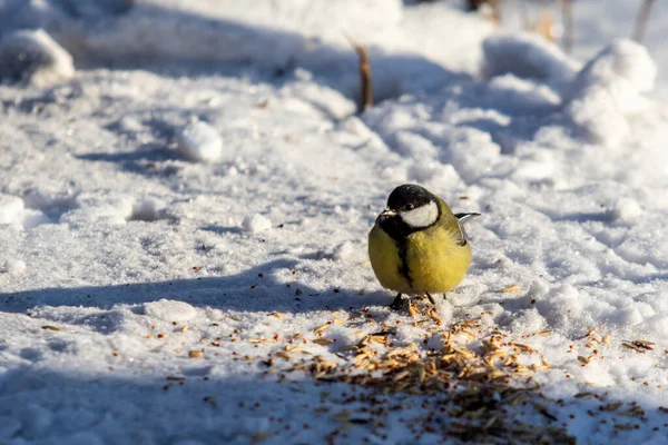 Grande Pássaro Peito Neve Inverno Parque Natureza — Fotografia de Stock