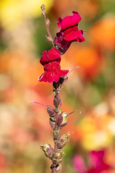 Fiore Rosso Sole Natura — Foto Stock