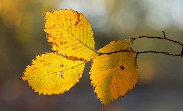 Осенние Листья Солнце Осенний Размытый Фон — стоковое фото