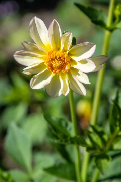 Yellow Flowers Sun Nature — Stock Photo, Image