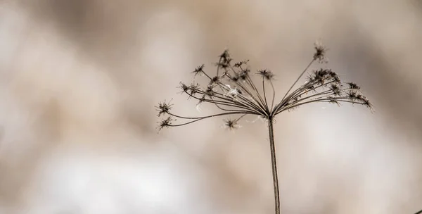 Hogweed Torr Blomma Växt Vintern Suddig Bakgrund — Stockfoto