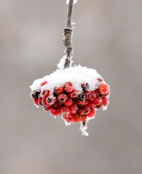 Rote Ebereschenfrüchte Der Schnee Nahaufnahme Winterlandschaft — Stockfoto