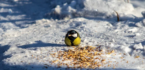 Grande Pássaro Peito Neve Inverno Parque Natureza — Fotografia de Stock