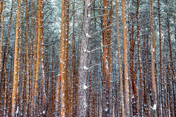Bosque Pinos Invierno Paisaje Natural —  Fotos de Stock