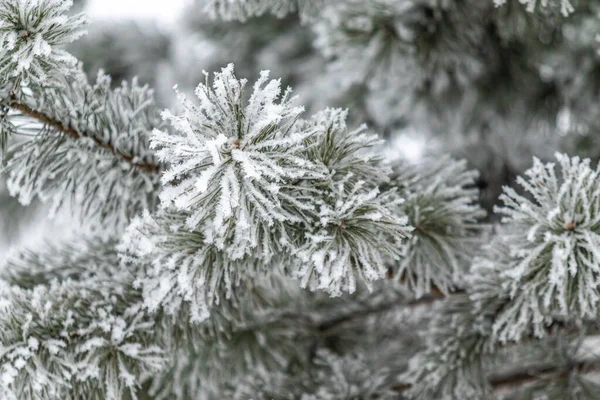 Naaldtakken Zijn Bedekt Met Sneeuw Dennenboom Sneeuw Kristallen Close Een — Stockfoto