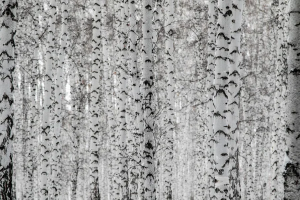 没有叶子的白桦树 自然背景 — 图库照片