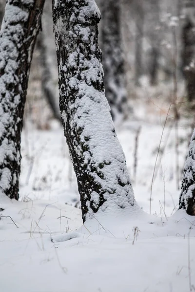 Kmenová Kůra Pokrytá Sněhem Zimní Krajina — Stock fotografie
