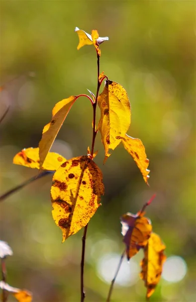 秋は太陽の下で葉 背景がぼけて — ストック写真