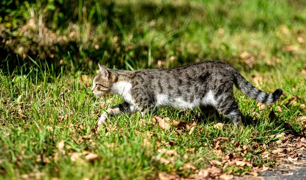 公园里的灰猫 夏天的风景 — 图库照片