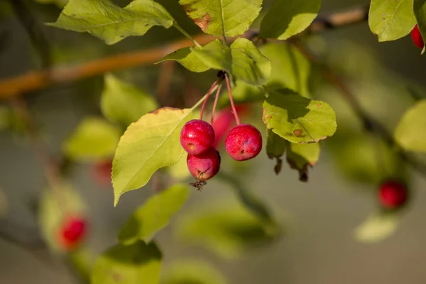 Pequeñas Manzanas Rojas Primer Plano Árbol — Foto de Stock