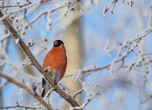 Hermosas Aves Invierno Una Rama Árbol Sobre Fondo Del Cielo — Foto de Stock