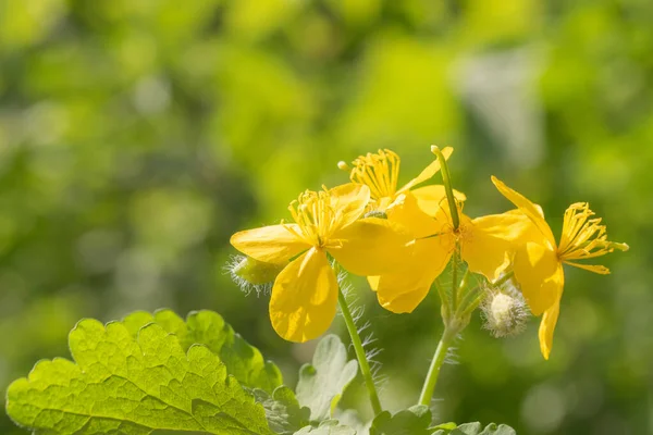 Gele Celandine Bloem Close — Stockfoto