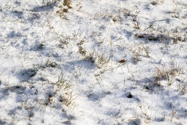 Trockenes Gras Unter Dem Schnee Landschaft Der Natur — Stockfoto