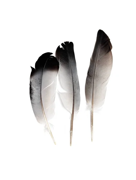 Abstract Black Feathers Floating Air Black Feather Isolated White Background — Stock Photo, Image