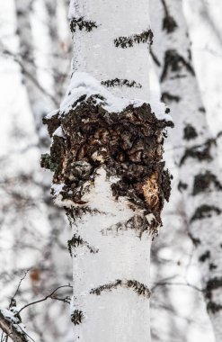 Inonotus oblikus, huş ağacında mantar, kış ormanı..