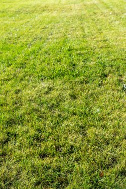 Sahada yeşil çimenler, uzak bir alanda beklenen.