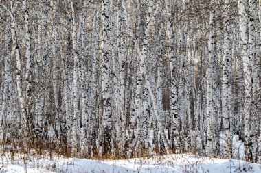 Kışın huş ağaçları, karlı manzaralar.