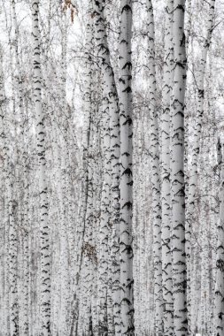 Yapraksız beyaz huş ağaçları, doğa geçmişi.
