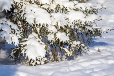 Karda yeşil ladin dalları, kış manzarası.