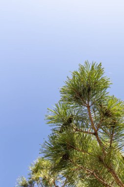 Mavi gökyüzüne karşı çam ağacı dalları. Boşluğu kopyala, metin için boşluk.