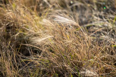 Rime dünyada kış, yakın çekim.