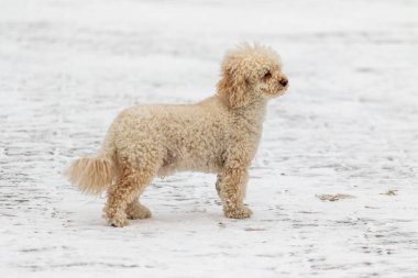 Kardaki köpek, beyaz tüylü. Mini altın karlı köpek yavrusu.