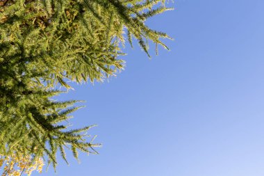 Mavi gökyüzüne karşı çam ağacı dalları. Boşluğu kopyala, metin için boşluk.