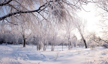 Orman ağaçlarının kış manzarası kıpkırmızı mavi gökyüzü güneşli bir gün ile kaplıydı.