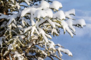 Karda yeşil ladin dalları, kış manzarası.