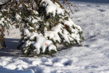 Karda yeşil ladin dalları, kış manzarası.