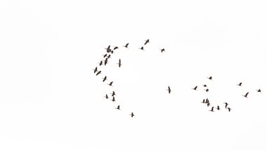 Vinçler gökyüzünde yükseklerde uçar