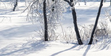 Orman ağaçlarının kış manzarası kıpkırmızı mavi gökyüzü güneşli bir gün ile kaplıydı.