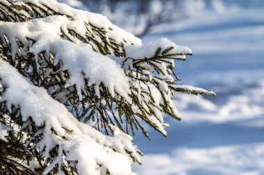 Karda yeşil ladin dalları, kış manzarası.